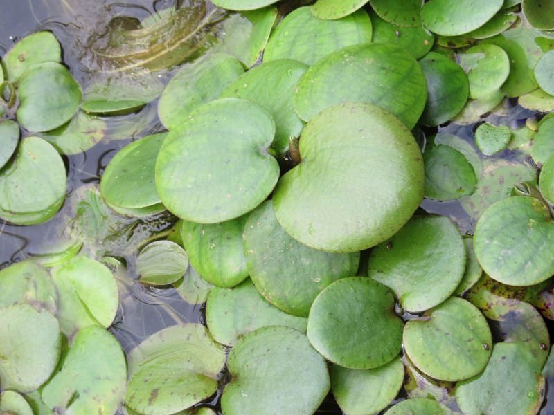 deutscher Froschbiss - Hydrocharis morsus ranae